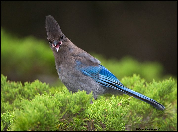 _0SB4630 stellers jay.jpg